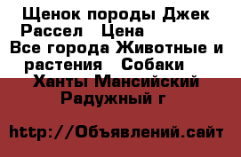 Щенок породы Джек Рассел › Цена ­ 45 000 - Все города Животные и растения » Собаки   . Ханты-Мансийский,Радужный г.